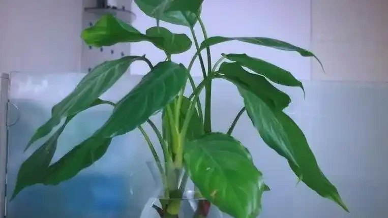 衛生間植物推薦:清新除異味的十種植物