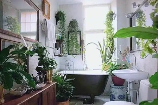 衛生間植物推薦：清新除異味的十種植物