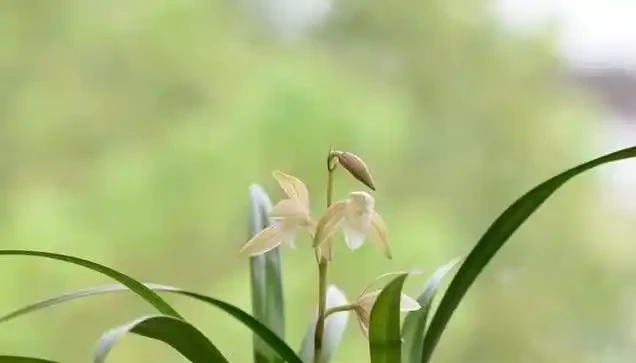 蘭花花苞總是莫名枯萎?關鍵原因讓人意外,養護細節決定成敗