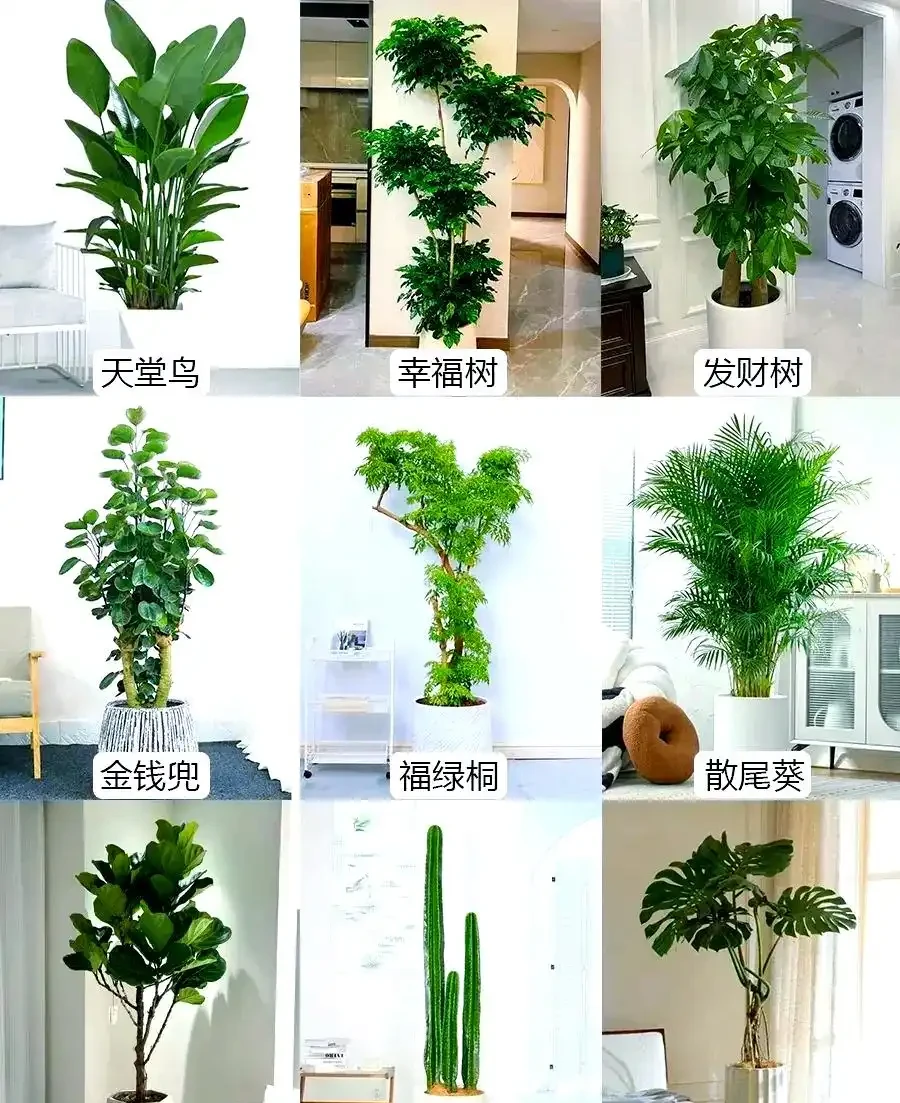 家庭綠植推薦:九種客廳植物提升家居生機