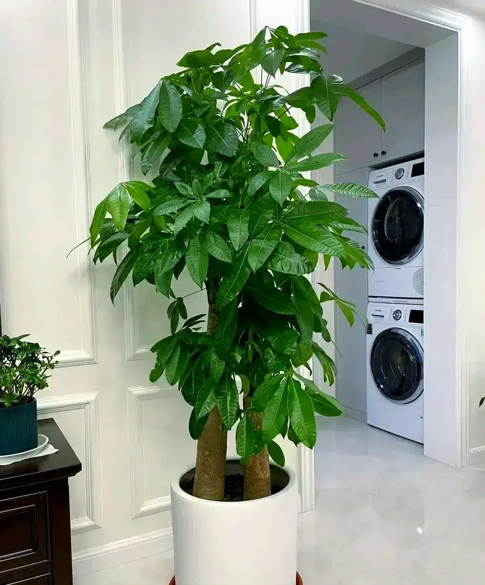 家庭綠植推薦:九種客廳植物提升家居生機