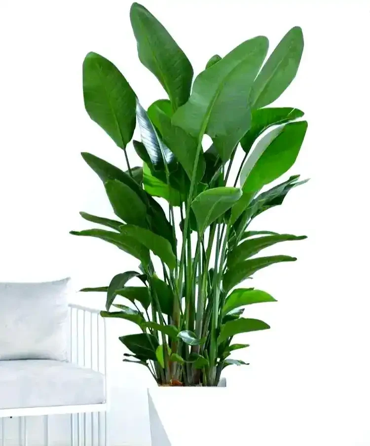 家庭綠植推薦:九種客廳植物提升家居生機
