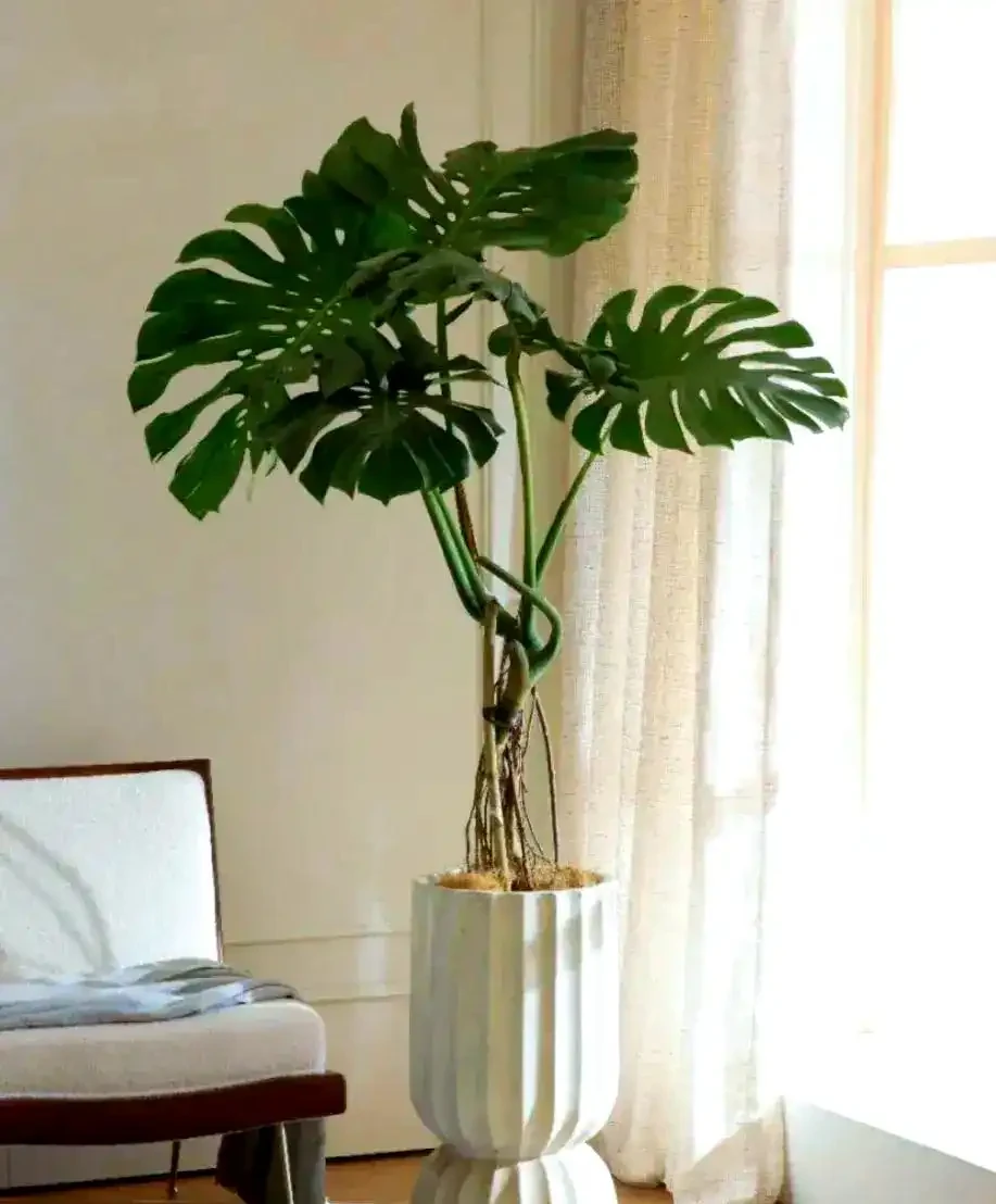 家庭綠植推薦：九種客廳植物提升家居生機