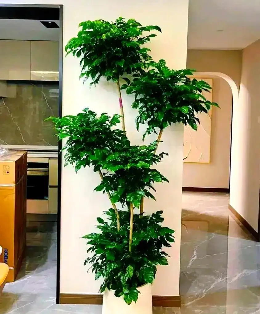 家庭綠植推薦:九種客廳植物提升家居生機