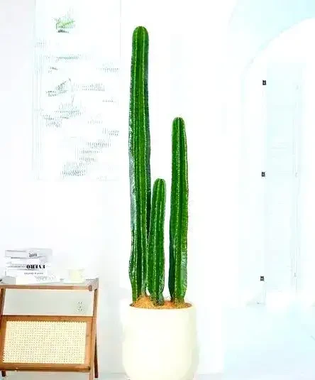 家庭綠植推薦:九種客廳植物提升家居生機