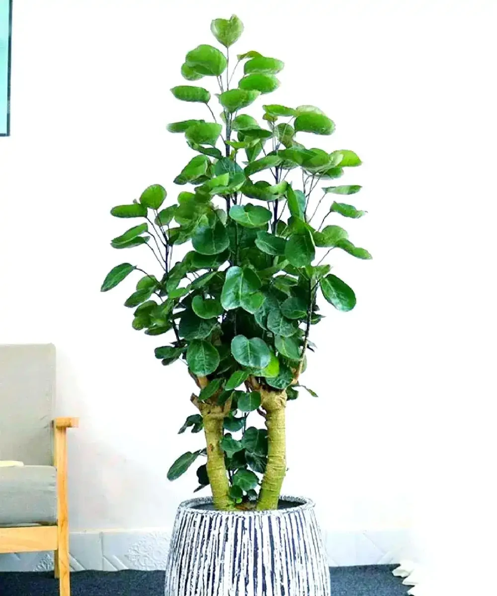 家庭綠植推薦:九種客廳植物提升家居生機
