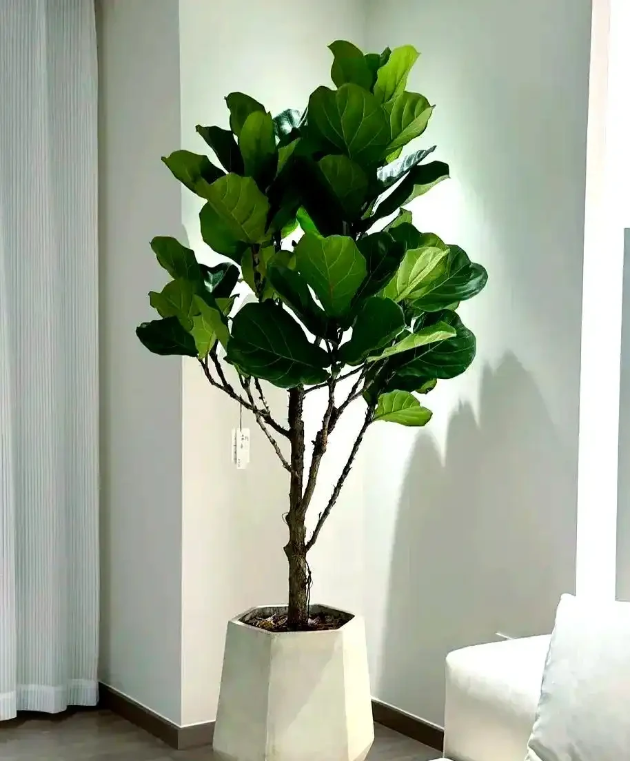 家庭綠植推薦:九種客廳植物提升家居生機