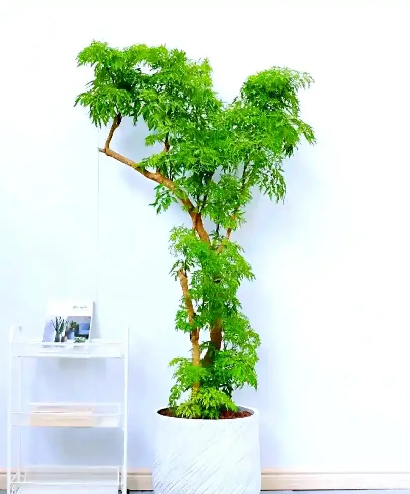 家庭綠植推薦:九種客廳植物提升家居生機