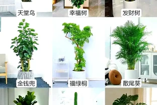 家庭綠植推薦：九種客廳植物提升家居生機