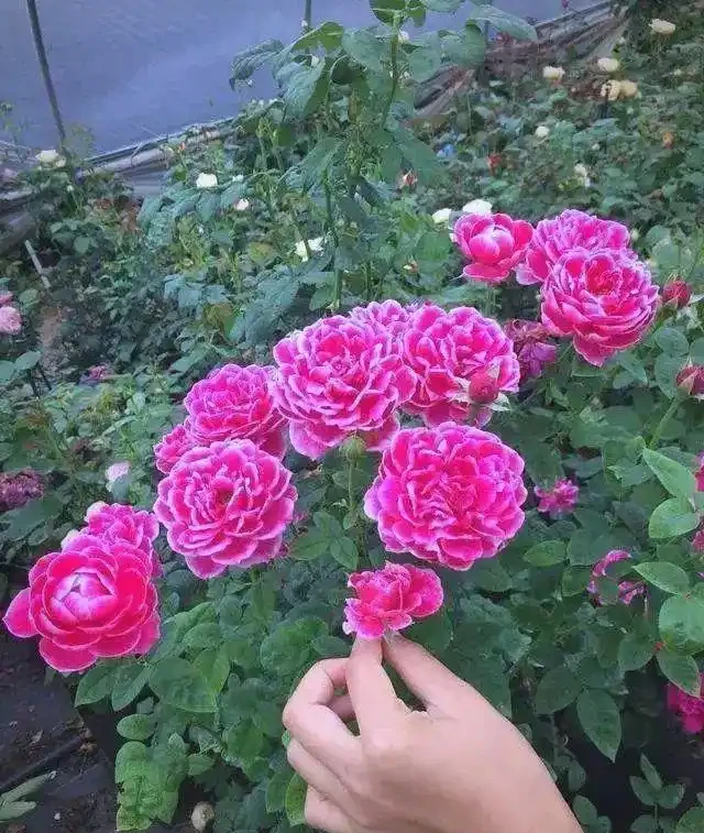 月季、薔薇、玫瑰的區別與養護指南
