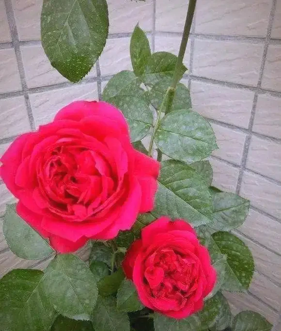 月季、薔薇、玫瑰的區別與養護指南