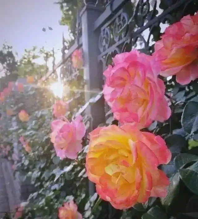 月季、薔薇、玫瑰的區別與養護指南