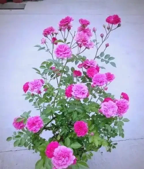 月季、薔薇、玫瑰的區別與養護指南