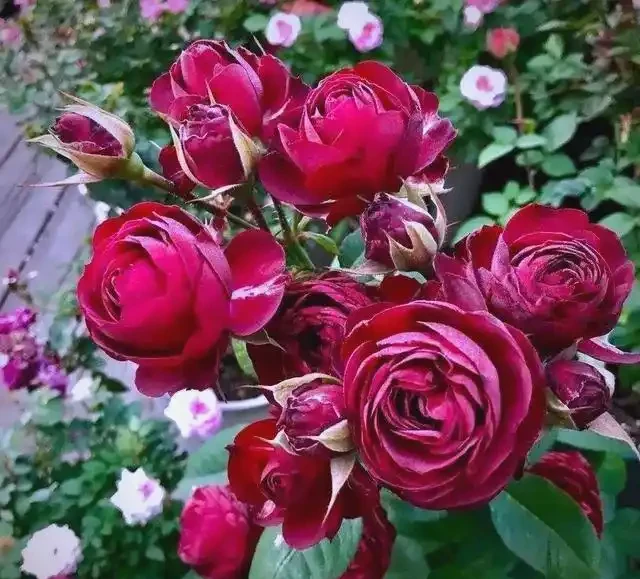 月季、薔薇、玫瑰的區別與養護指南