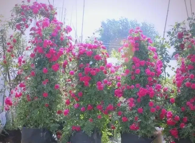 月季、薔薇、玫瑰的區別與養護指南