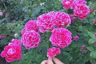 月季、薔薇、玫瑰的區別與養護指南