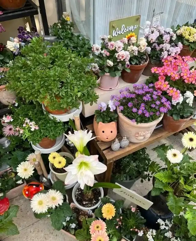 清明前,適合栽這10種花,都是有名的「開花勞模」,漂亮好養