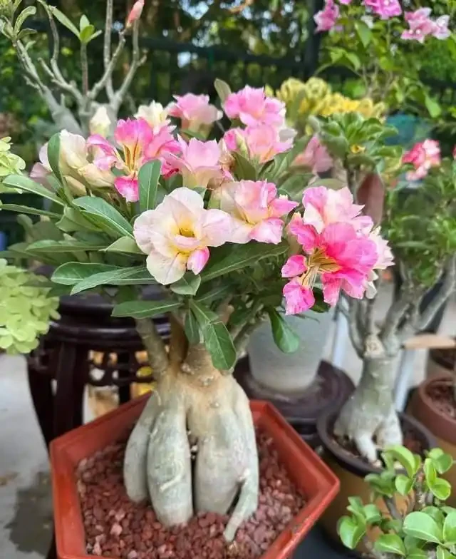 清明前,適合栽這10種花,都是有名的「開花勞模」,漂亮好養