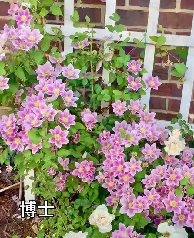 清明前,適合栽這10種花,都是有名的「開花勞模」,漂亮好養