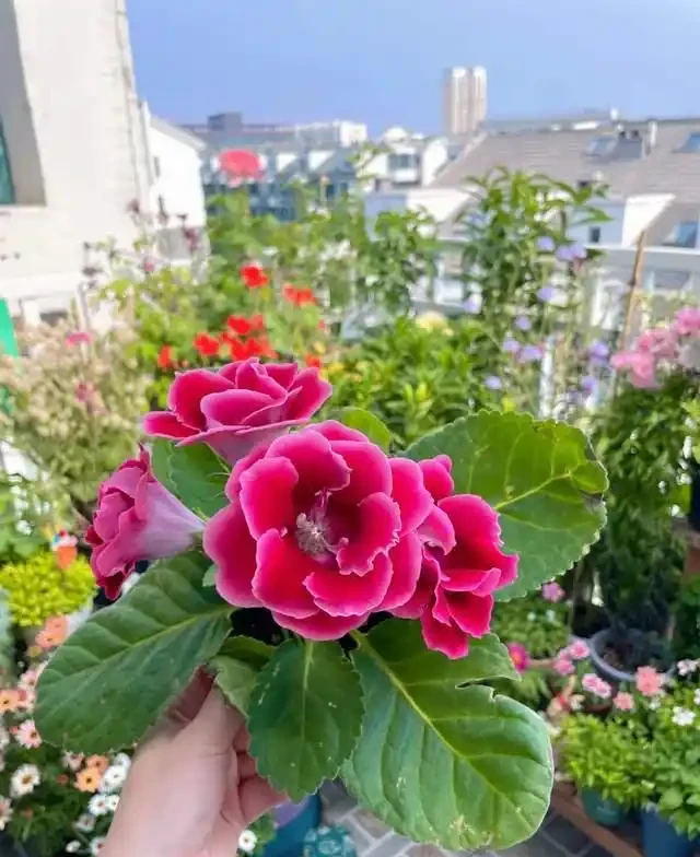 清明前,適合栽這10種花,都是有名的「開花勞模」,漂亮好養