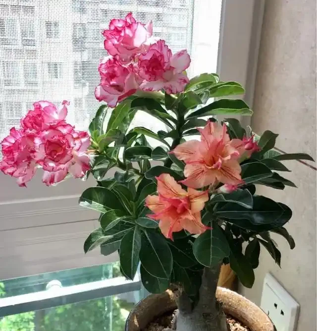 清明前,適合栽這10種花,都是有名的「開花勞模」,漂亮好養