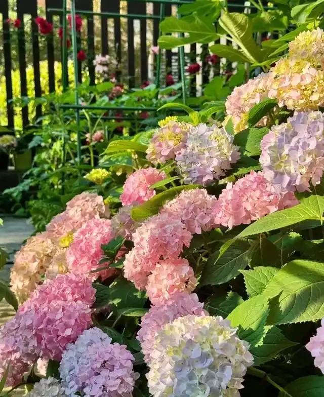 清明前,適合栽這10種花,都是有名的「開花勞模」,漂亮好養