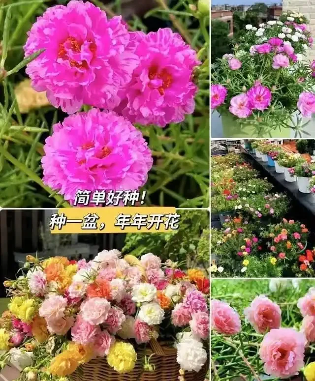 清明前,適合栽這10種花,都是有名的「開花勞模」,漂亮好養