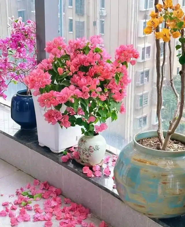 清明前,適合栽這10種花,都是有名的「開花勞模」,漂亮好養