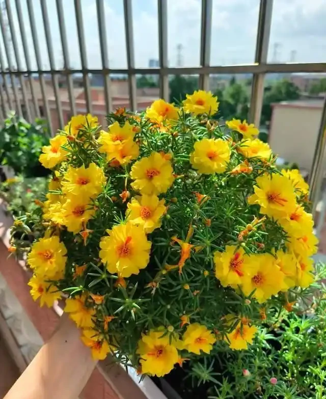 清明前,適合栽這10種花,都是有名的「開花勞模」,漂亮好養