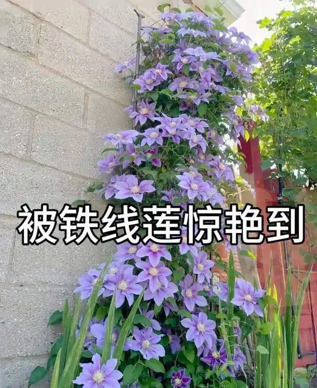 清明前,適合栽這10種花,都是有名的「開花勞模」,漂亮好養