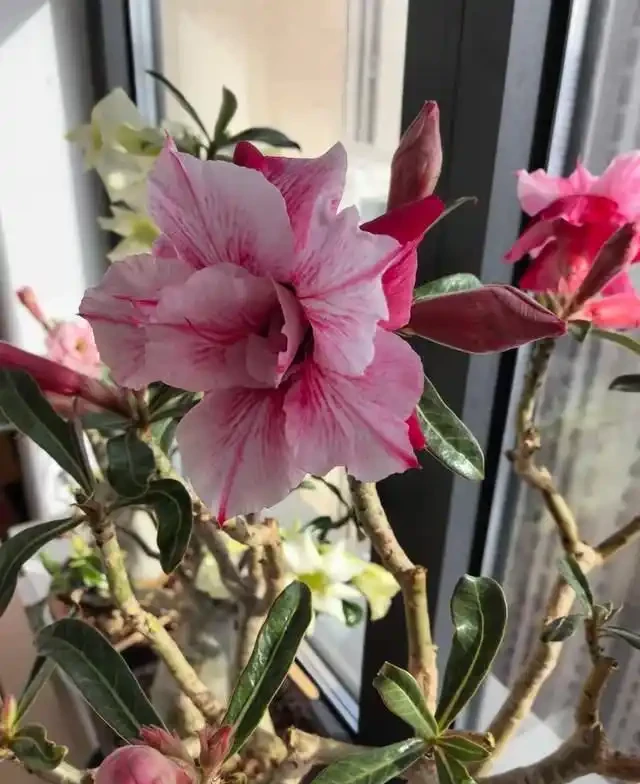 清明前,適合栽這10種花,都是有名的「開花勞模」,漂亮好養
