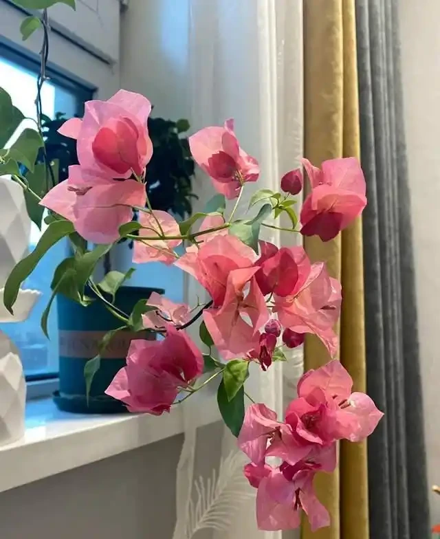 清明前,適合栽這10種花,都是有名的「開花勞模」,漂亮好養