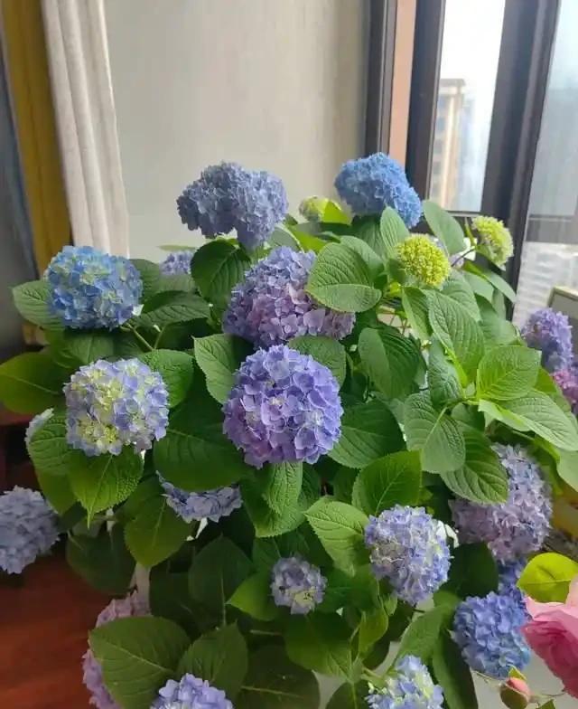清明前,適合栽這10種花,都是有名的「開花勞模」,漂亮好養