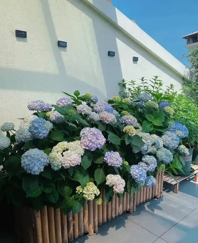 清明前,適合栽這10種花,都是有名的「開花勞模」,漂亮好養