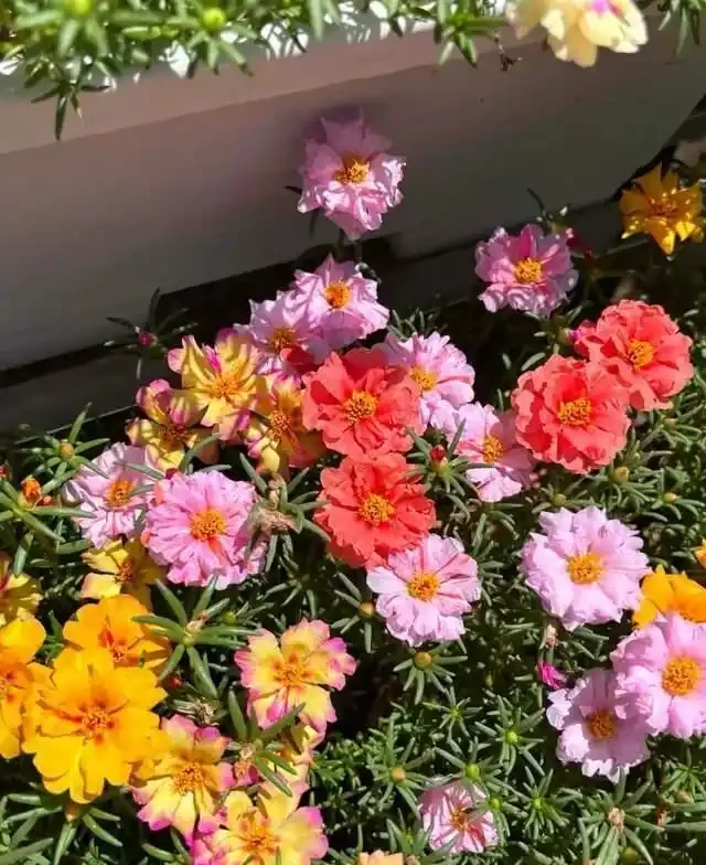 清明前,適合栽這10種花,都是有名的「開花勞模」,漂亮好養