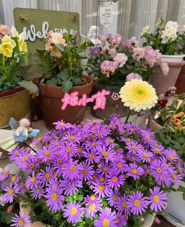 清明前,適合栽這10種花,都是有名的「開花勞模」,漂亮好養