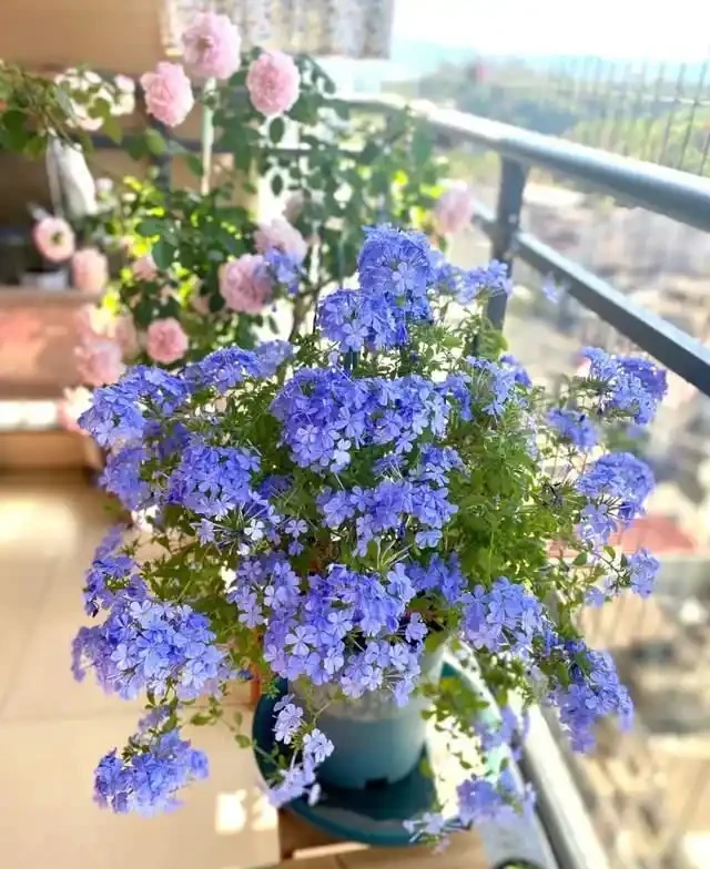 清明前,適合栽這10種花,都是有名的「開花勞模」,漂亮好養