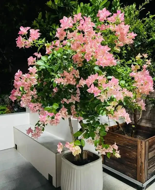 清明前,適合栽這10種花,都是有名的「開花勞模」,漂亮好養