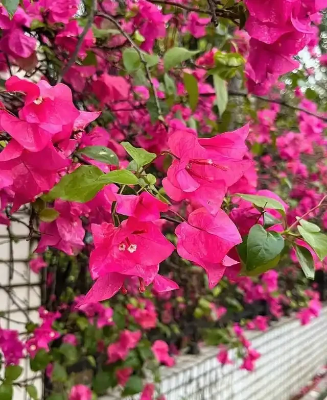 清明前,適合栽這10種花,都是有名的「開花勞模」,漂亮好養