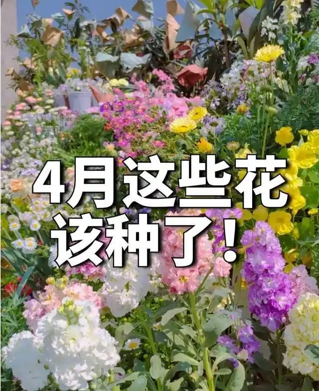 清明前,適合栽這10種花,都是有名的「開花勞模」,漂亮好養