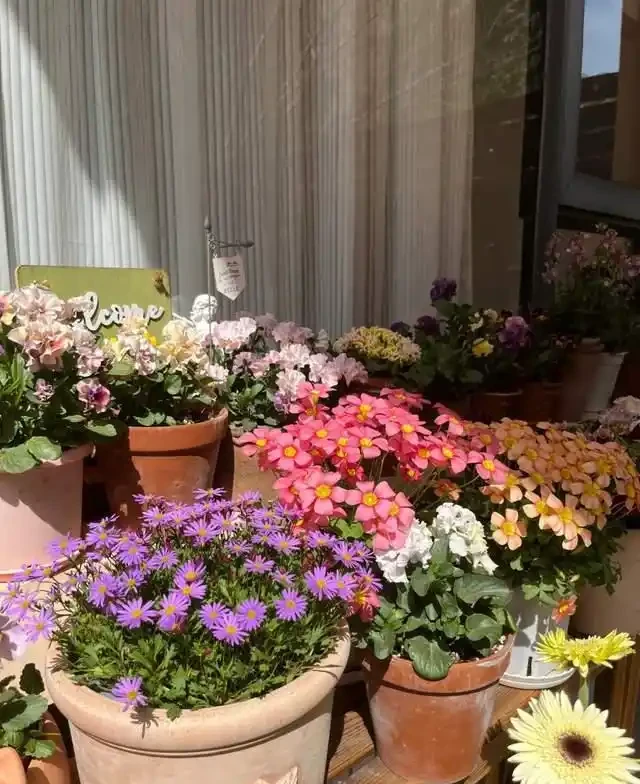 清明前,適合栽這10種花,都是有名的「開花勞模」,漂亮好養