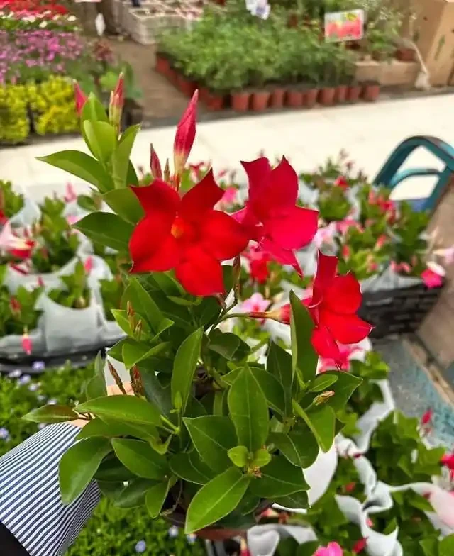 清明前,適合栽這10種花,都是有名的「開花勞模」,漂亮好養