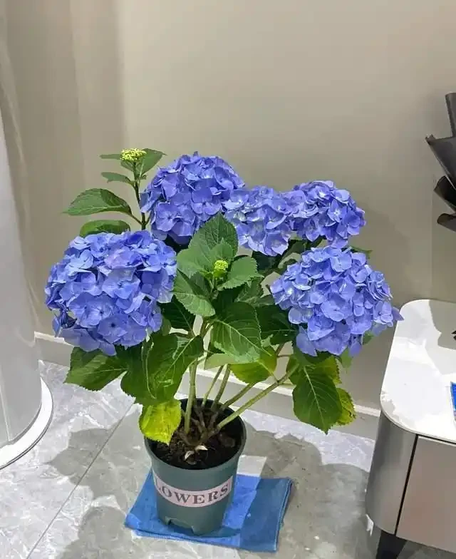 清明前,適合栽這10種花,都是有名的「開花勞模」,漂亮好養