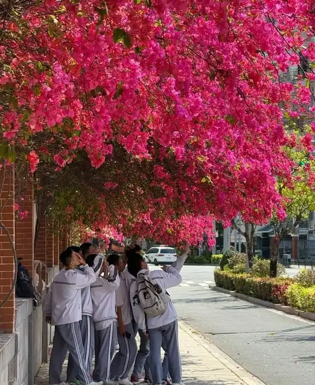 清明前,適合栽這10種花,都是有名的「開花勞模」,漂亮好養