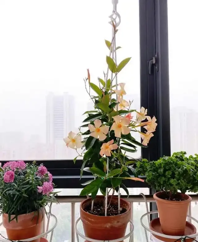 清明前,適合栽這10種花,都是有名的「開花勞模」,漂亮好養