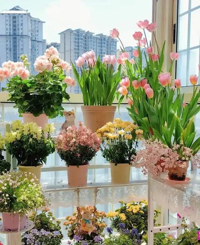 清明前,適合栽這10種花,都是有名的「開花勞模」,漂亮好養