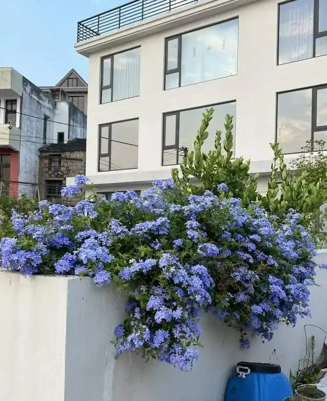 清明前,適合栽這10種花,都是有名的「開花勞模」,漂亮好養