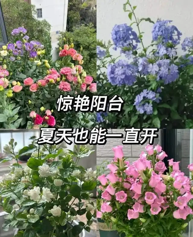 清明前,適合栽這10種花,都是有名的「開花勞模」,漂亮好養
