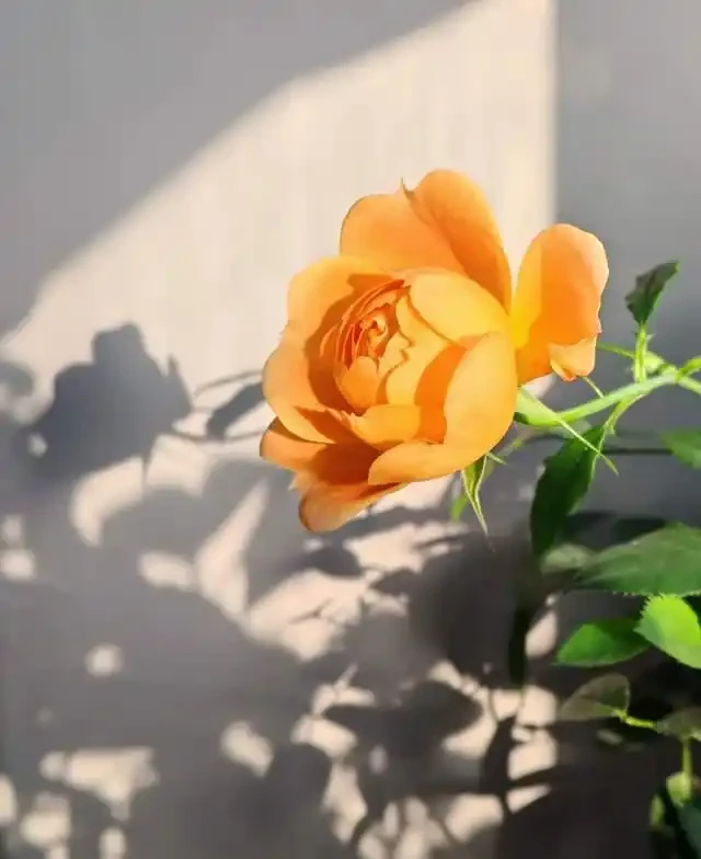 清明前,適合栽這10種花,都是有名的「開花勞模」,漂亮好養