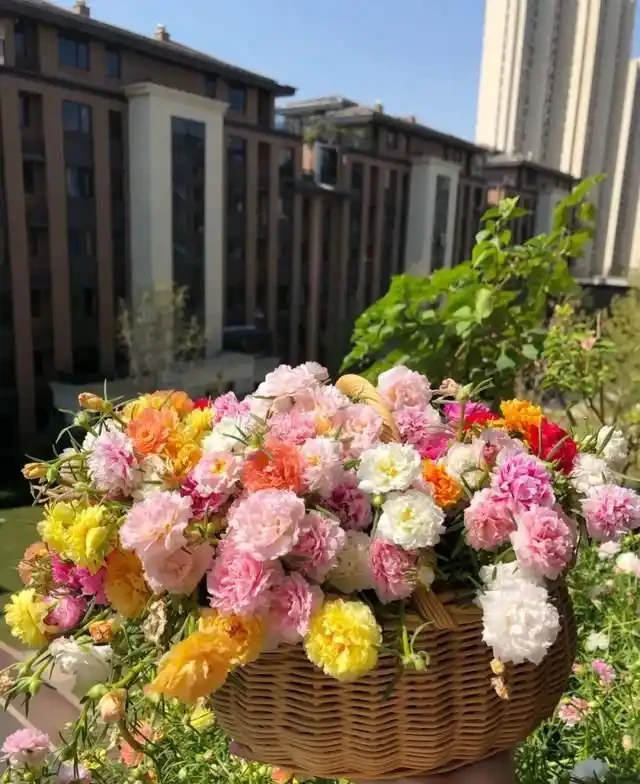 清明前,適合栽這10種花,都是有名的「開花勞模」,漂亮好養